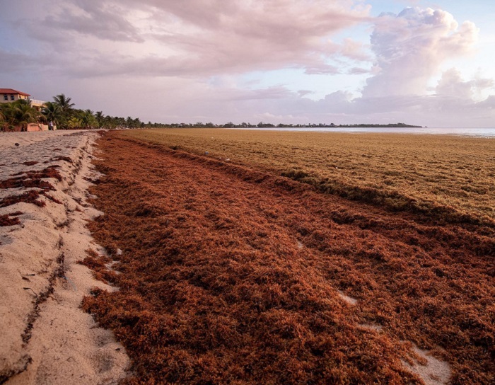 The Sargassum Dilemma